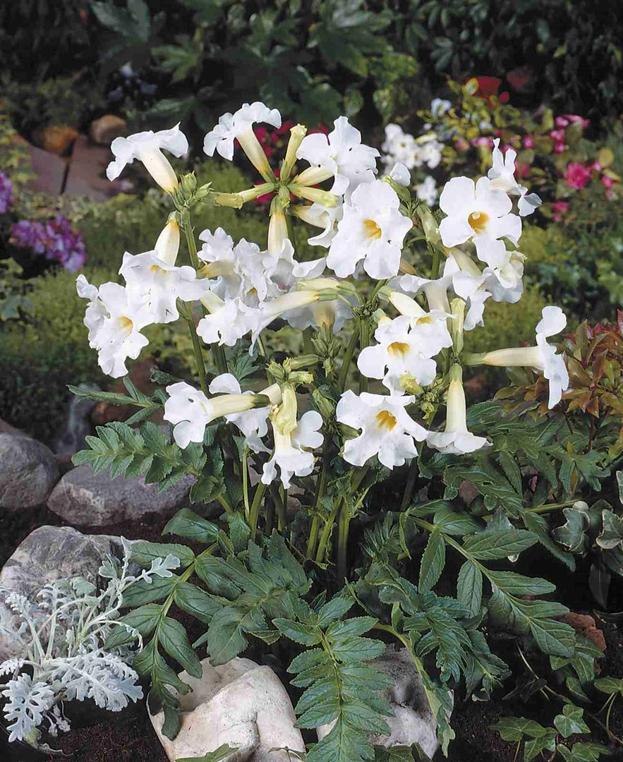 Incarvillea delavayi 'Snowtop'